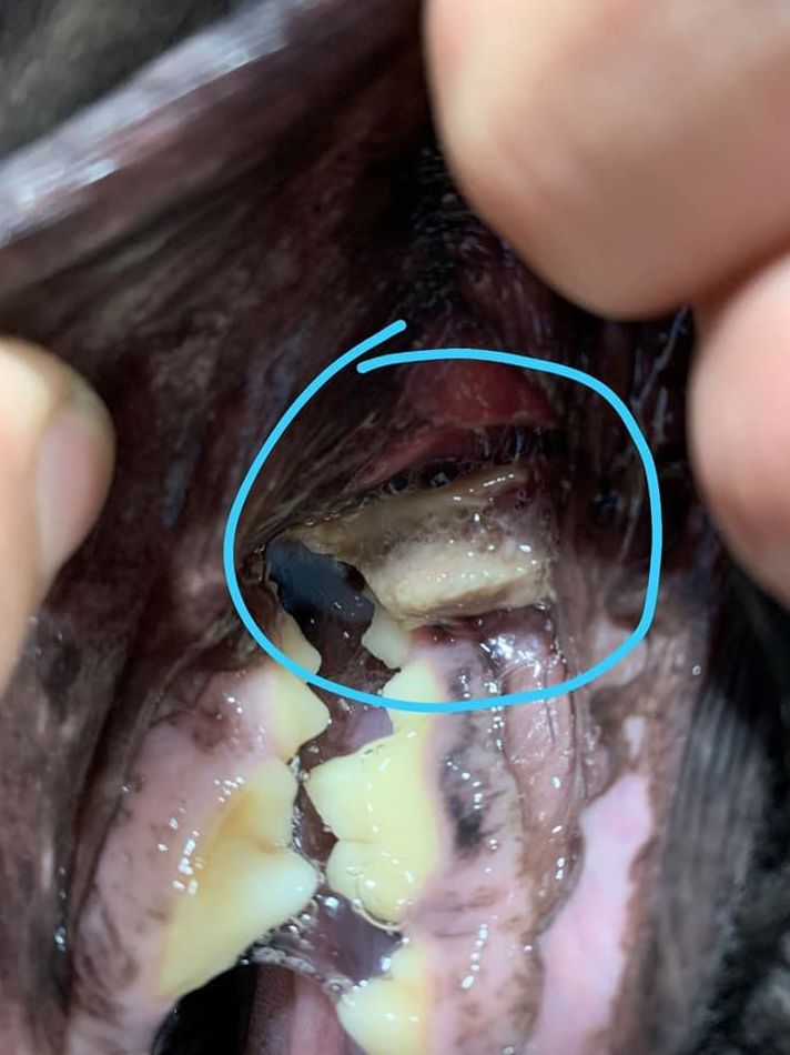 NO HUESOS!!!!: de Clínica Veterinaria Rocafort NO HUESOS!!!!: de Clínica Veterinaria Rocafort