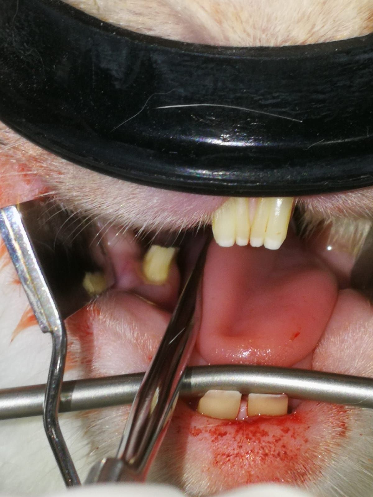 PULIDO DE DIENTES EN CONEJOS PULIDO DE DIENTES EN CONEJOS