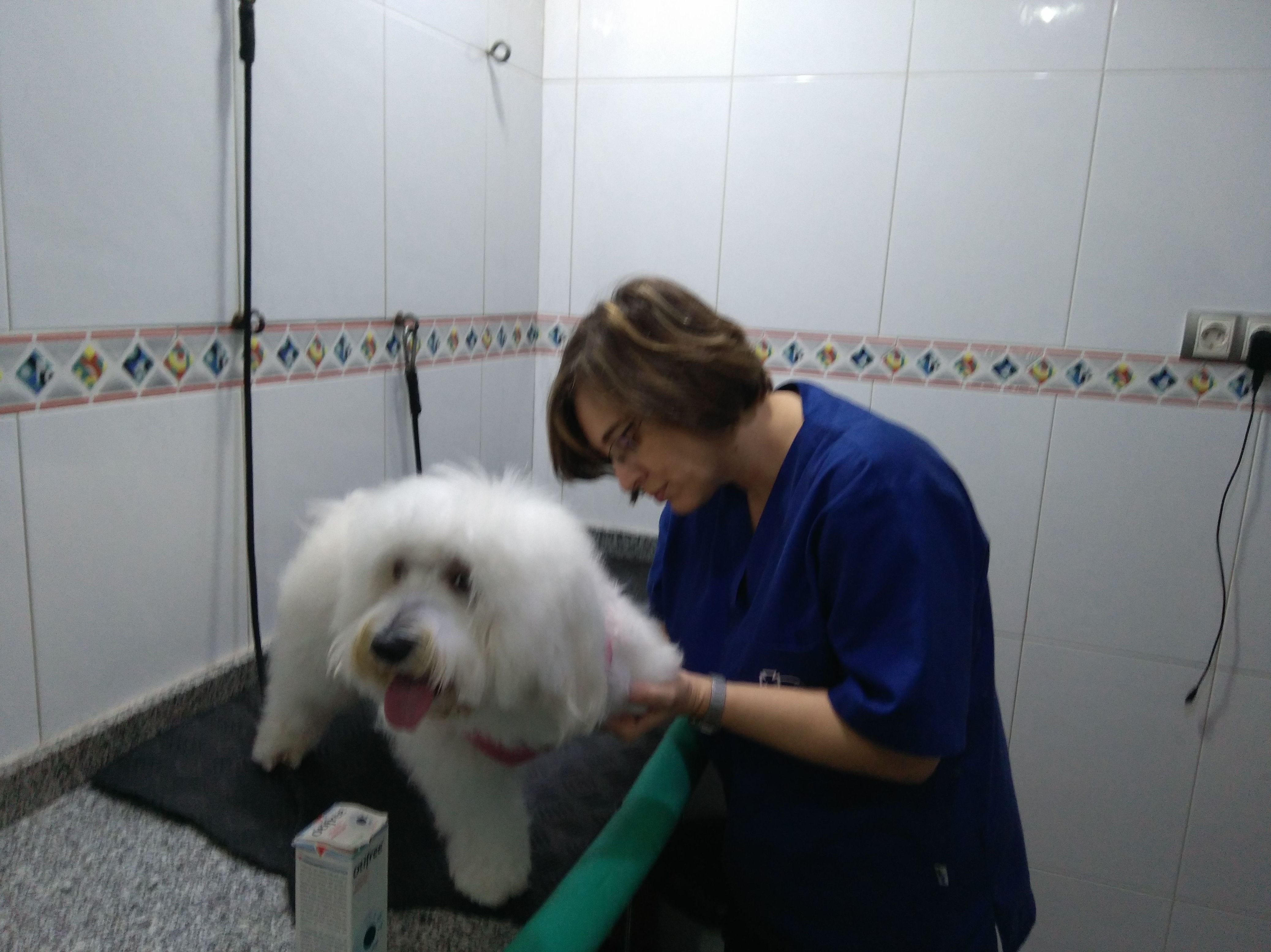 Peluquería: Servicios de Clínica Veterinaria Rocafort Peluquería: Servicios de Clínica Veterinaria Rocafort