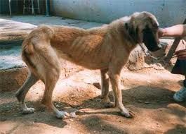 Consejo del mes: Servicios de Clínica Veterinaria Rocafort Consejo del mes: Servicios de Clínica Veterinaria Rocafort