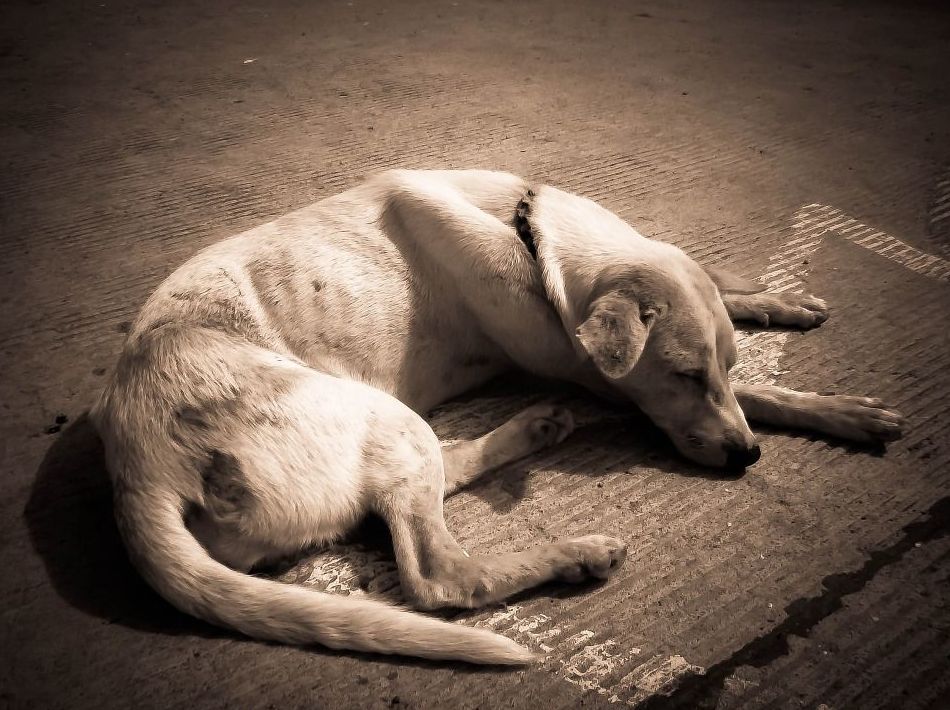 Anemia en perros y gatos: de Clínica Veterinaria Rocafort Anemia en perros y gatos: de Clínica Veterinaria Rocafort