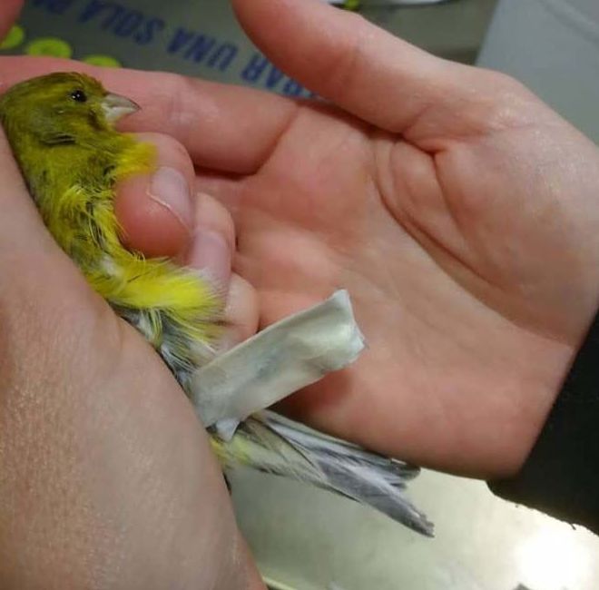 Fractura metatarso en aves Fractura metatarso en aves