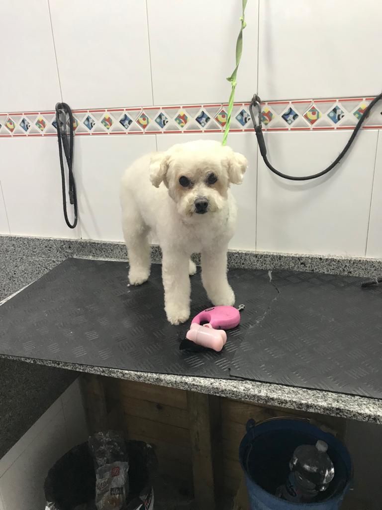 Servicio de peluquería: Servicios de Clínica Veterinaria Rocafort Servicio de peluquería: Servicios de Clínica Veterinaria Rocafort