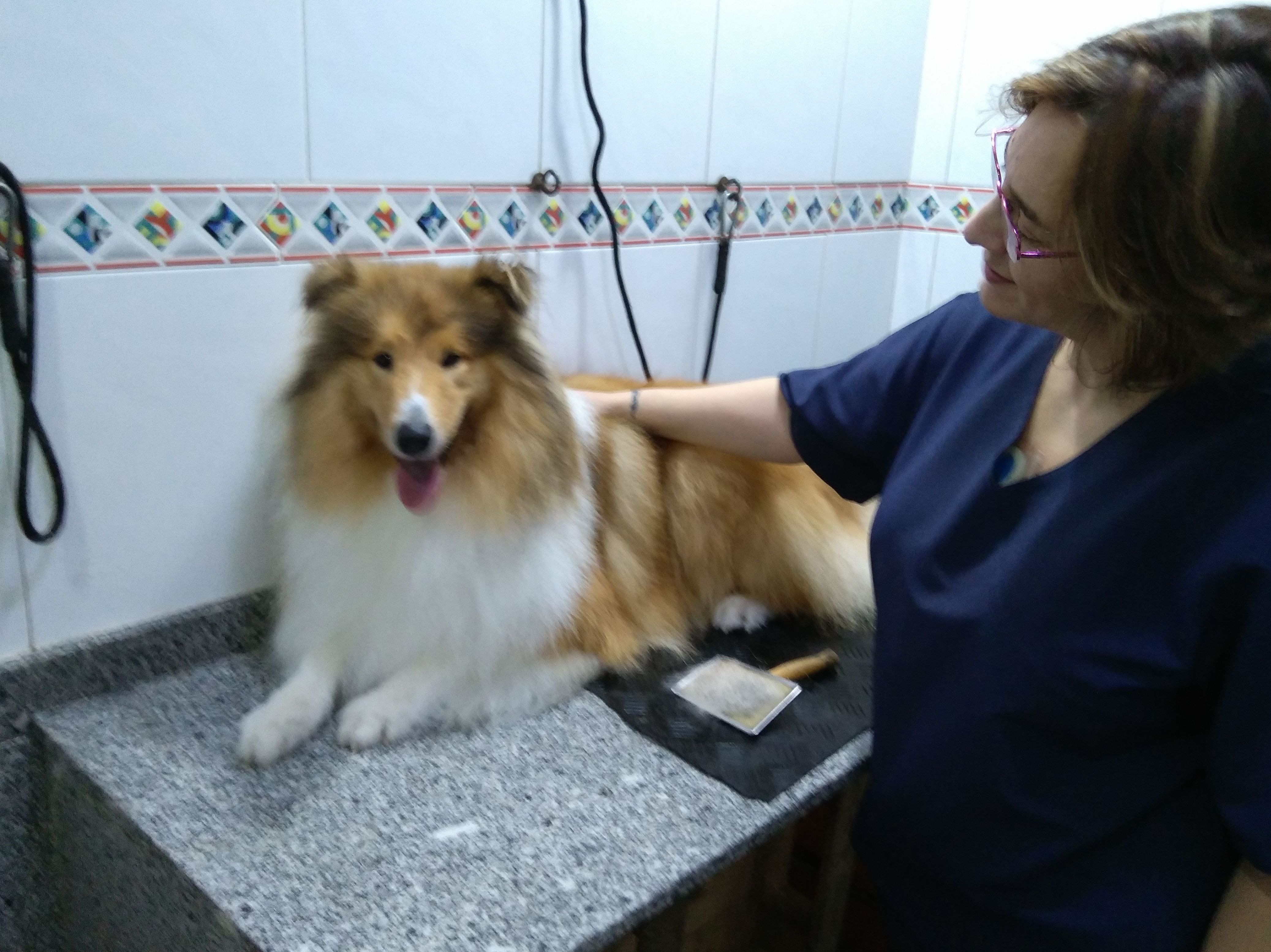 Servicio de peluquería: Servicios de Clínica Veterinaria Rocafort Servicio de peluquería: Servicios de Clínica Veterinaria Rocafort