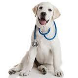 Servicio de urgencias: Especialidades de Clínica Veterinaria Albeitar Servicio de urgencias: Especialidades de Clínica Veterinaria Albeitar
