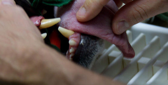 Medicina interna : Servicios de Centro Veterinario Abrantes Medicina interna : Servicios de Centro Veterinario Abrantes