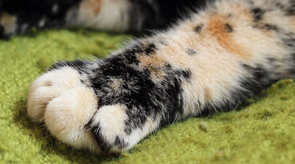 Traumatología : Servicios de Centro Veterinario Abrantes Traumatología : Servicios de Centro Veterinario Abrantes