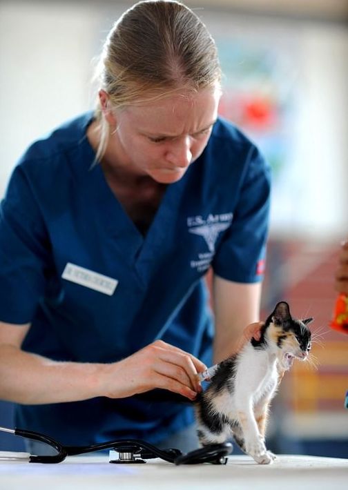 Análisis clínicos : Servicios de Centro Veterinario Abrantes Análisis clínicos : Servicios de Centro Veterinario Abrantes