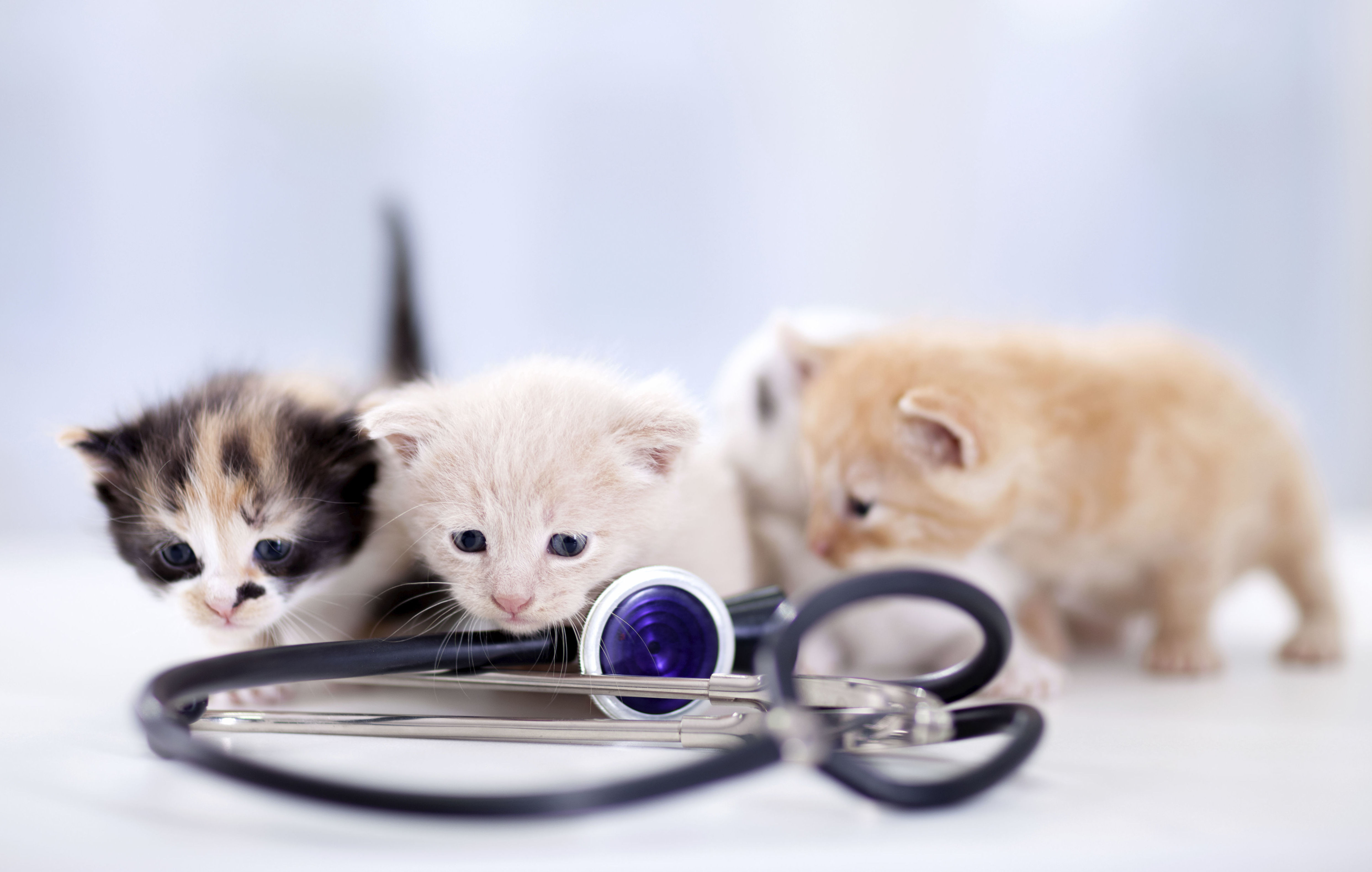Vacunas : Servicios de Centro Veterinario Abrantes Vacunas : Servicios de Centro Veterinario Abrantes
