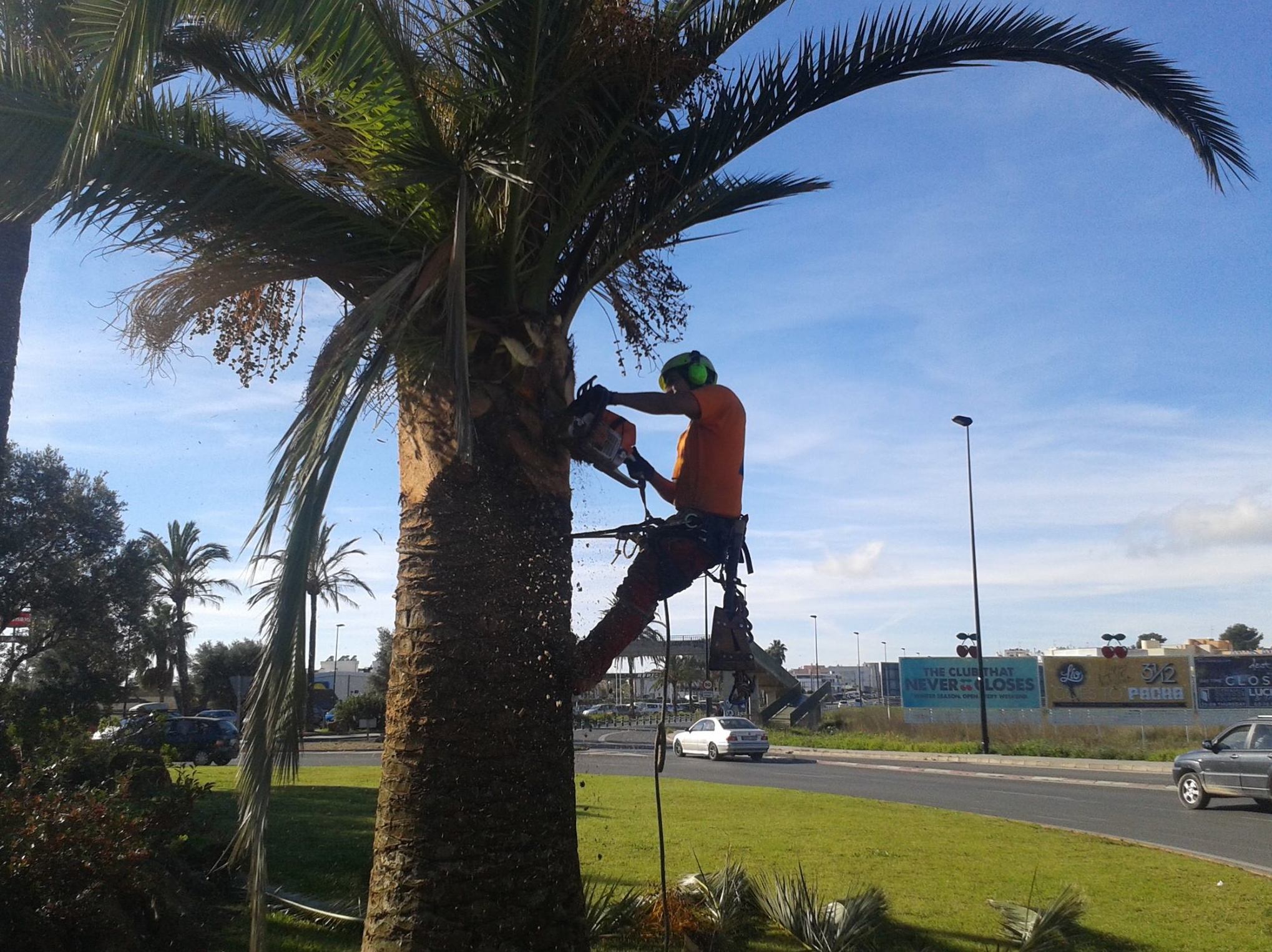 Cirugía o saneamiento en palmeras : CATÁLOGO de Tamar Gardens Cirugía o saneamiento en palmeras : CATÁLOGO de Tamar Gardens