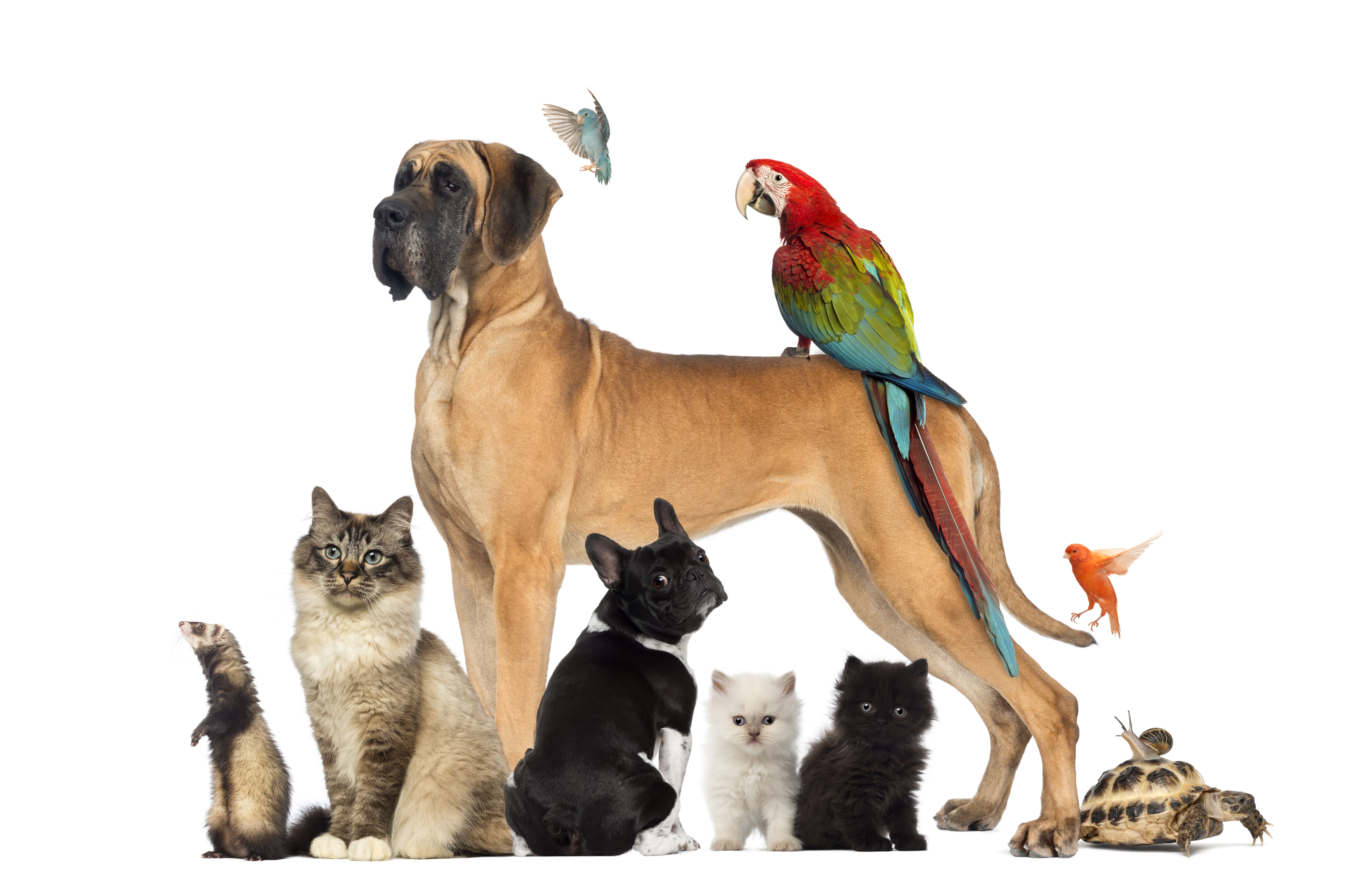 Venta de animales: Servicios de Shira Mascotas Venta de animales: Servicios de Shira Mascotas