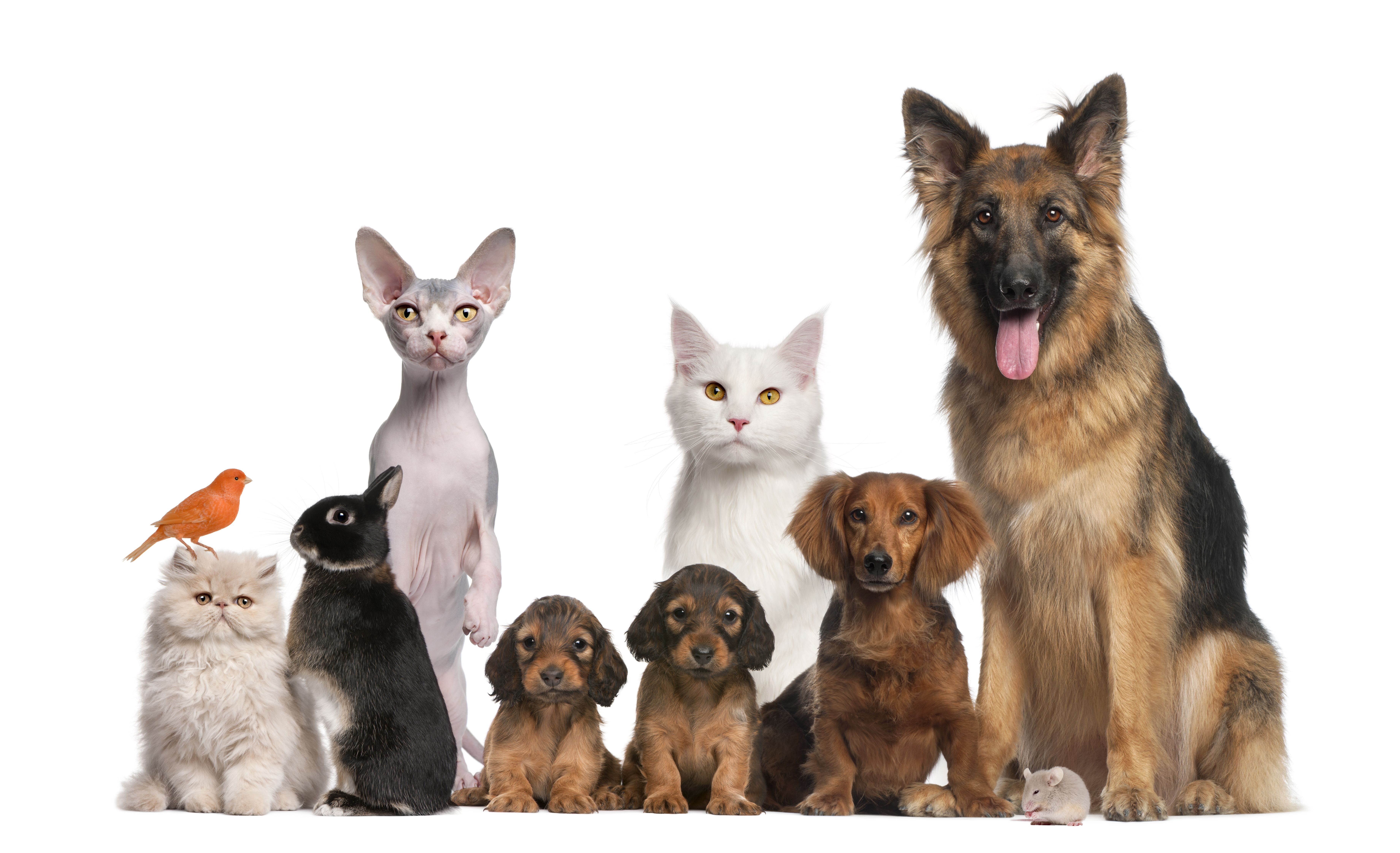 Venta de animales: Servicios de Shira Mascotas Venta de animales: Servicios de Shira Mascotas