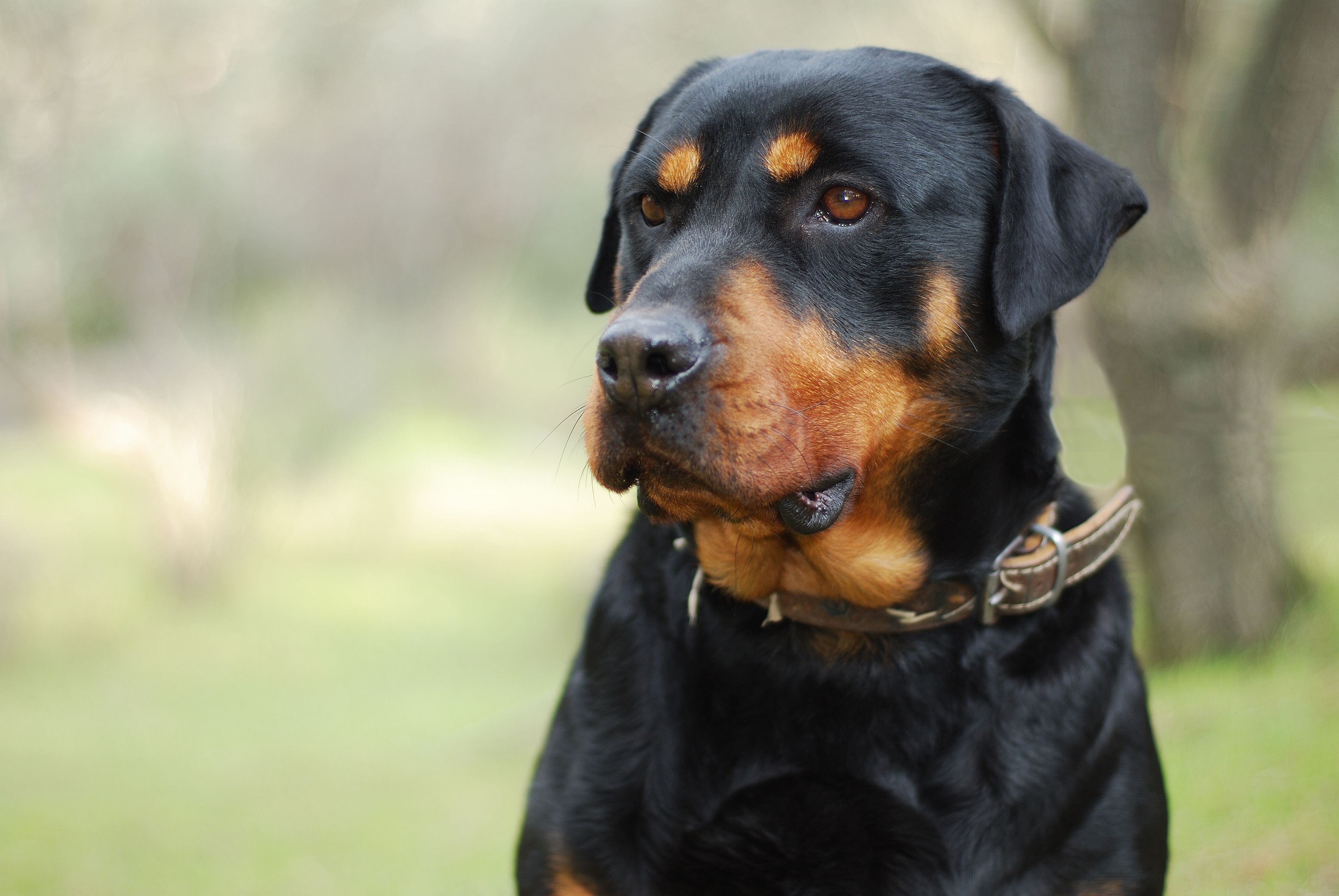Venta de animales: Servicios de Shira Mascotas Venta de animales: Servicios de Shira Mascotas