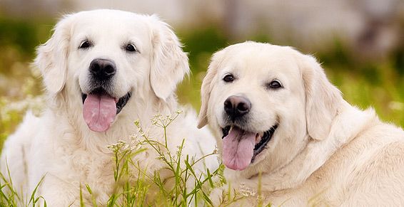 Venta de animales: Servicios de Shira Mascotas Venta de animales: Servicios de Shira Mascotas