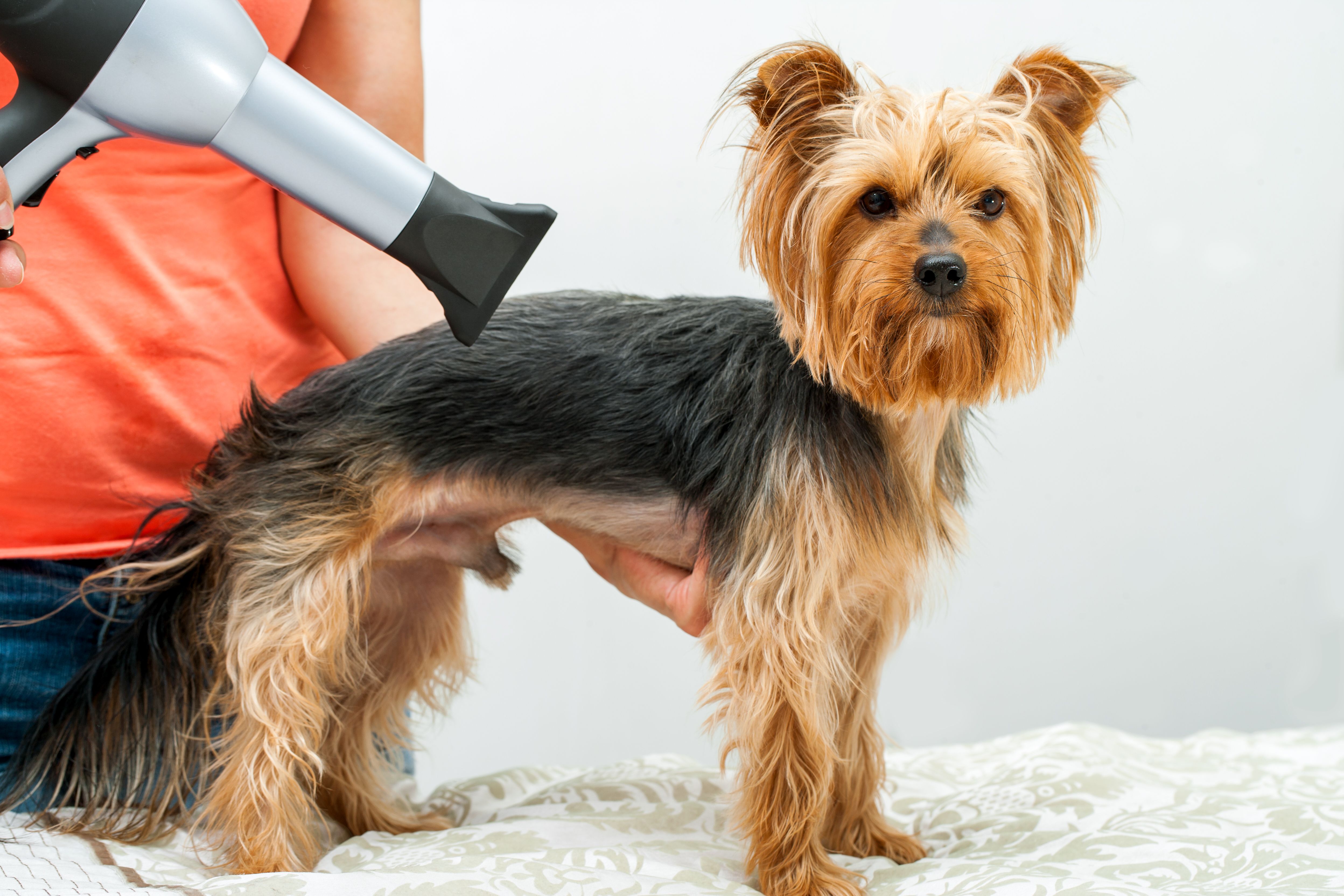 Peluquería: Servicios de Shira Mascotas Peluquería: Servicios de Shira Mascotas
