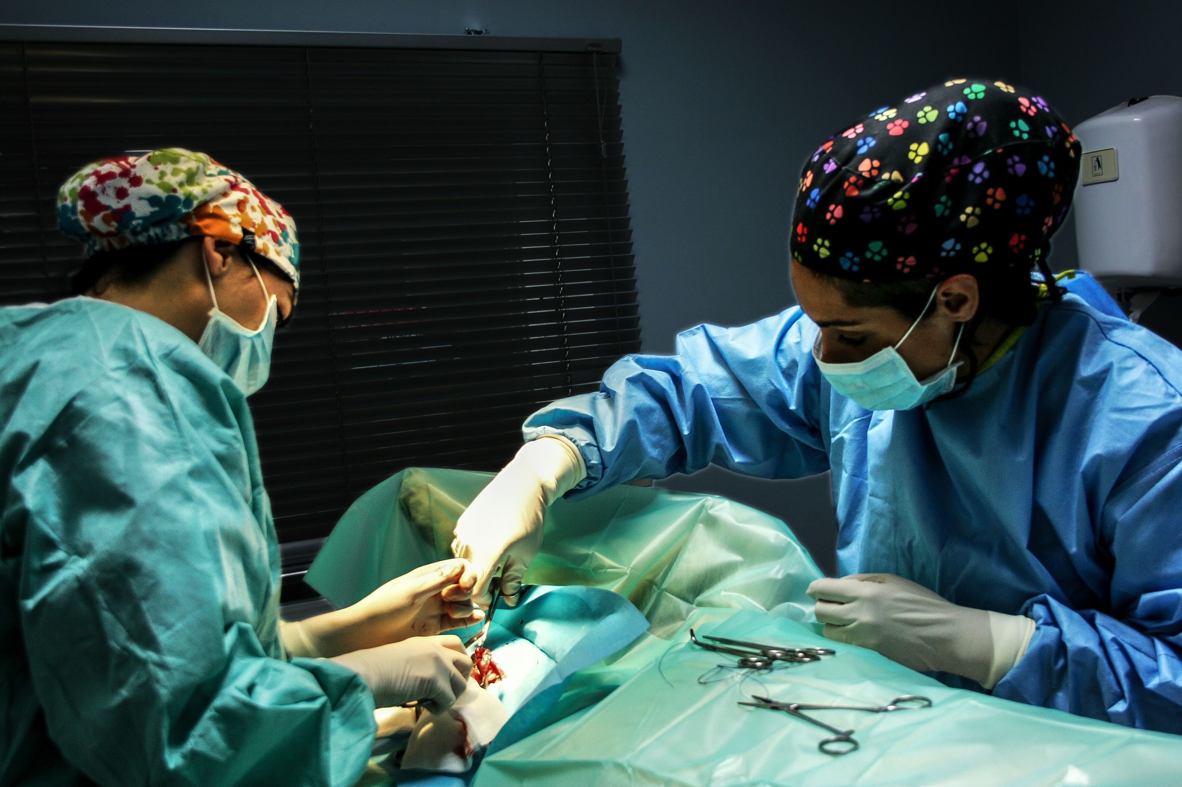 Servicio 24 horas en Ciudad Real: Servicios Veterinarios de Hospital Veterinario Ciudad Real Servicio 24 horas en Ciudad Real: Servicios Veterinarios de Hospital Veterinario Ciudad Real