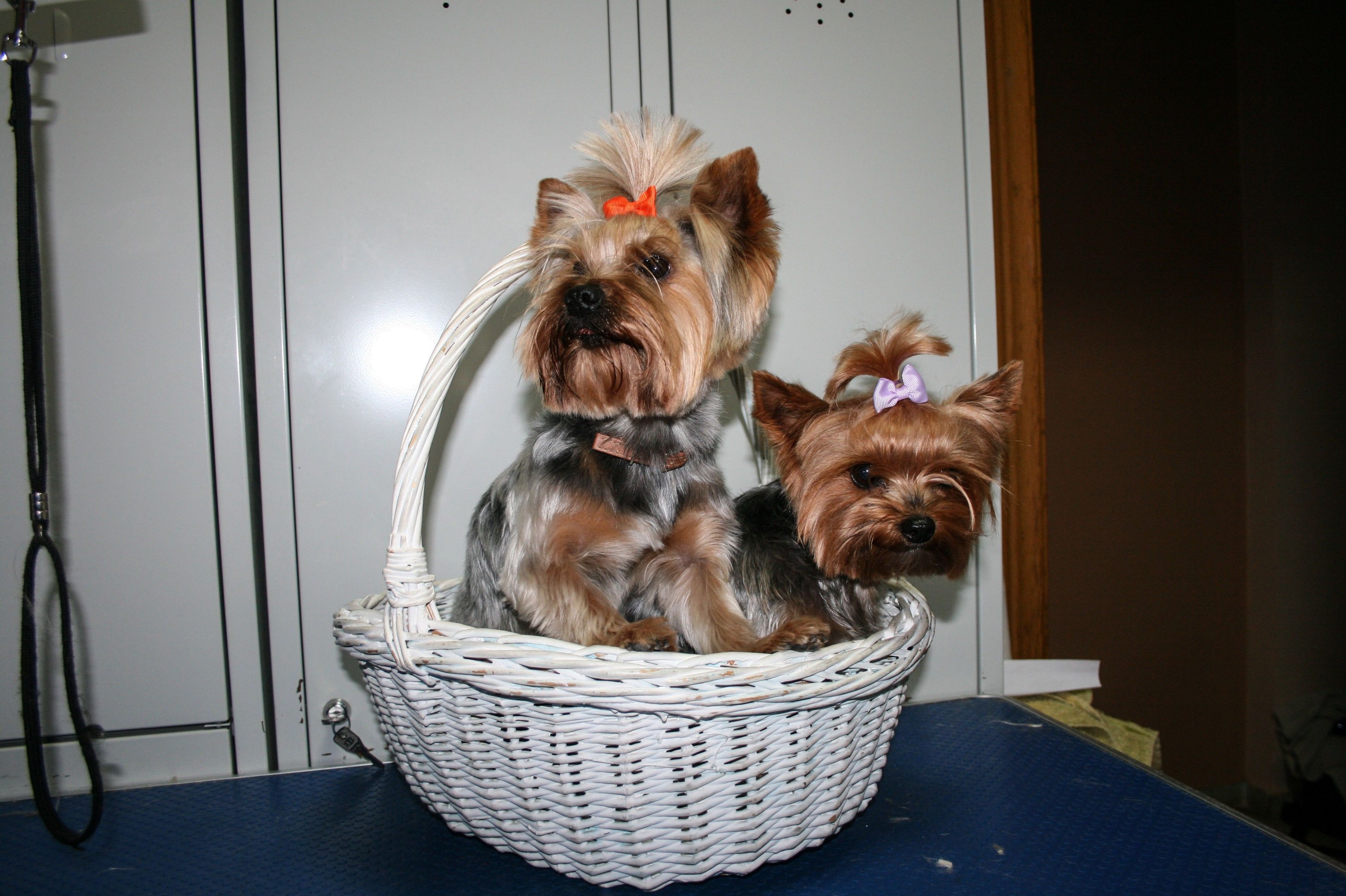 Estilista de mascotas: Servicios Veterinarios de Hospital Veterinario Ciudad Real Estilista de mascotas: Servicios Veterinarios de Hospital Veterinario Ciudad Real