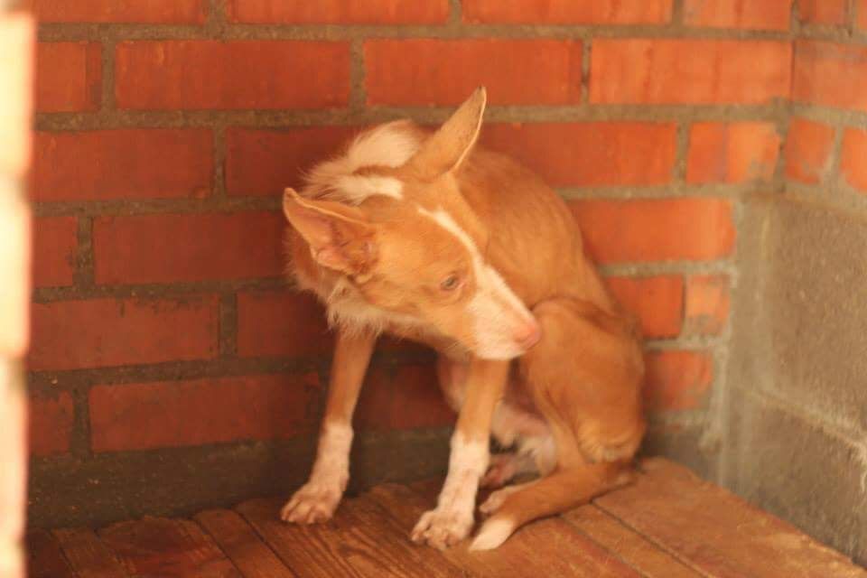 Tratamiento de miedos: Servicios de Cinopolis Adiestramiento y Educación Canina Tratamiento de miedos: Servicios de Cinopolis Adiestramiento y Educación Canina