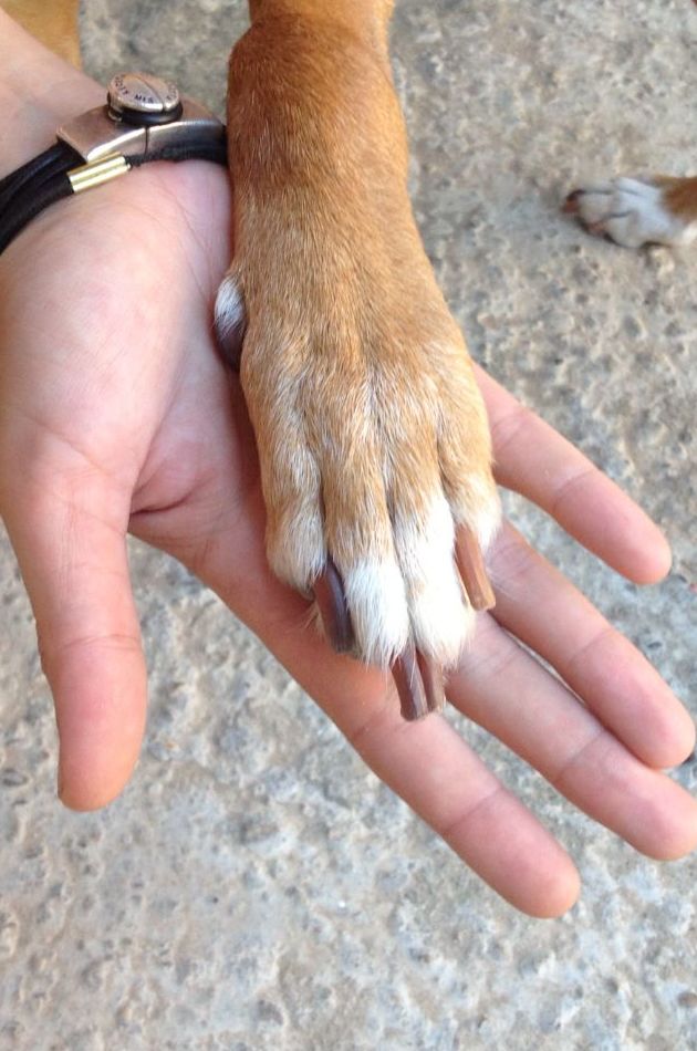 Educación canina: Servicios de CINOPOLIS Educación canina: Servicios de CINOPOLIS