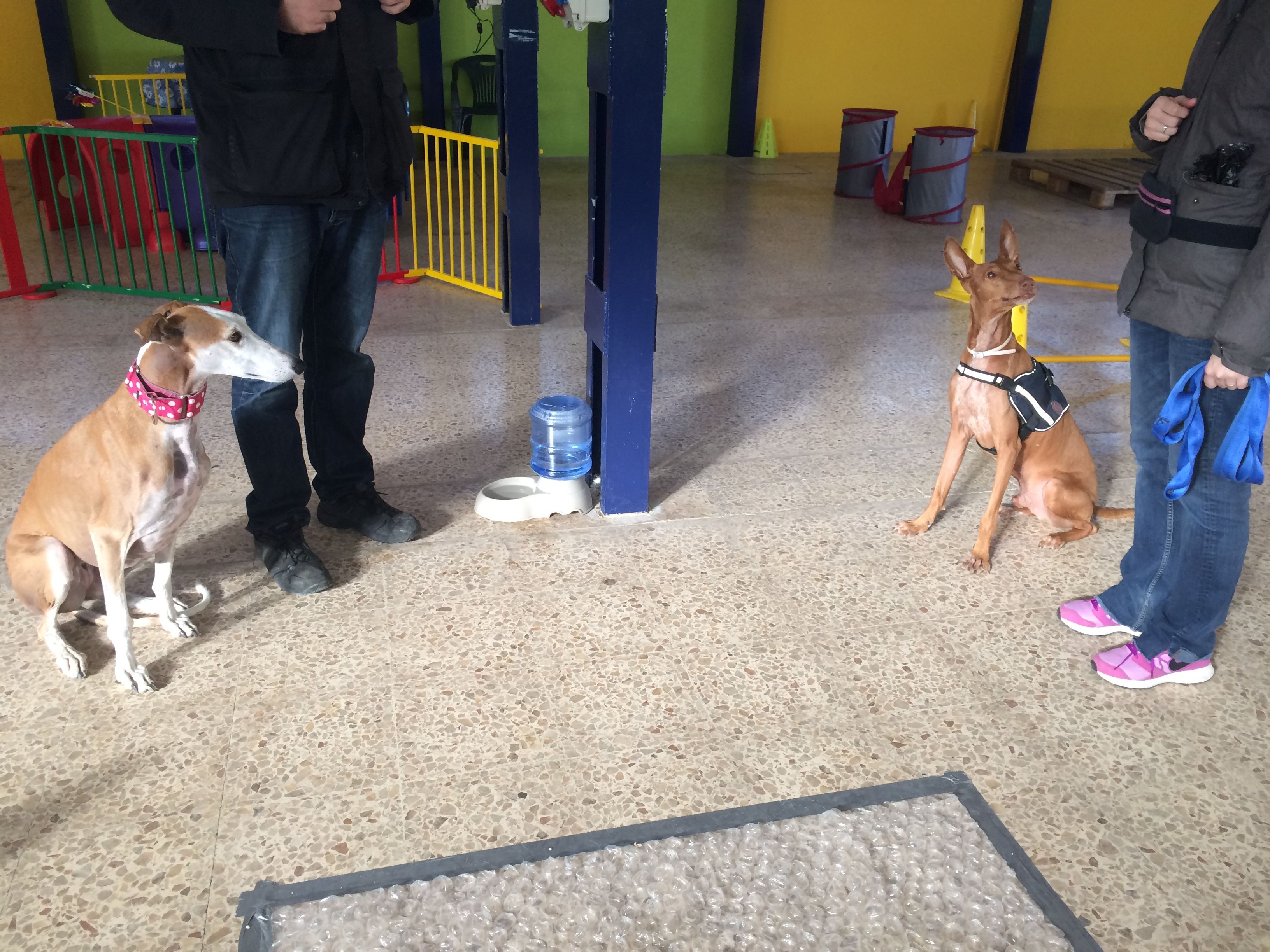 Educación canina: Servicios de Cinopolis Adiestramiento y Educación Canina Educación canina: Servicios de Cinopolis Adiestramiento y Educación Canina