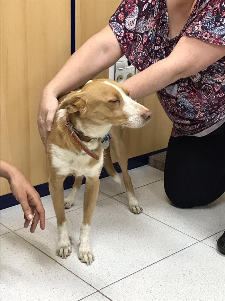 Terapias naturales con animales: Servicios de Cinopolis Adiestramiento y Educación Canina Terapias naturales con animales: Servicios de Cinopolis Adiestramiento y Educación Canina