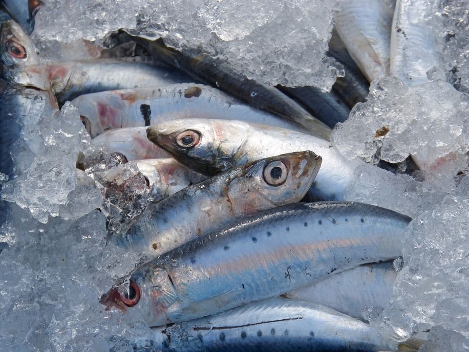Pescados y mariscos en venta: Servicios de Pescados Cano Pescados y mariscos en venta: Servicios de Pescados Cano