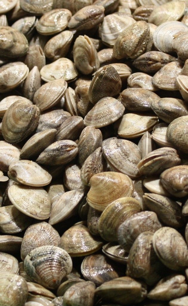 Marisco fresco vivo: Servicios de Pescados Cano Marisco fresco vivo: Servicios de Pescados Cano