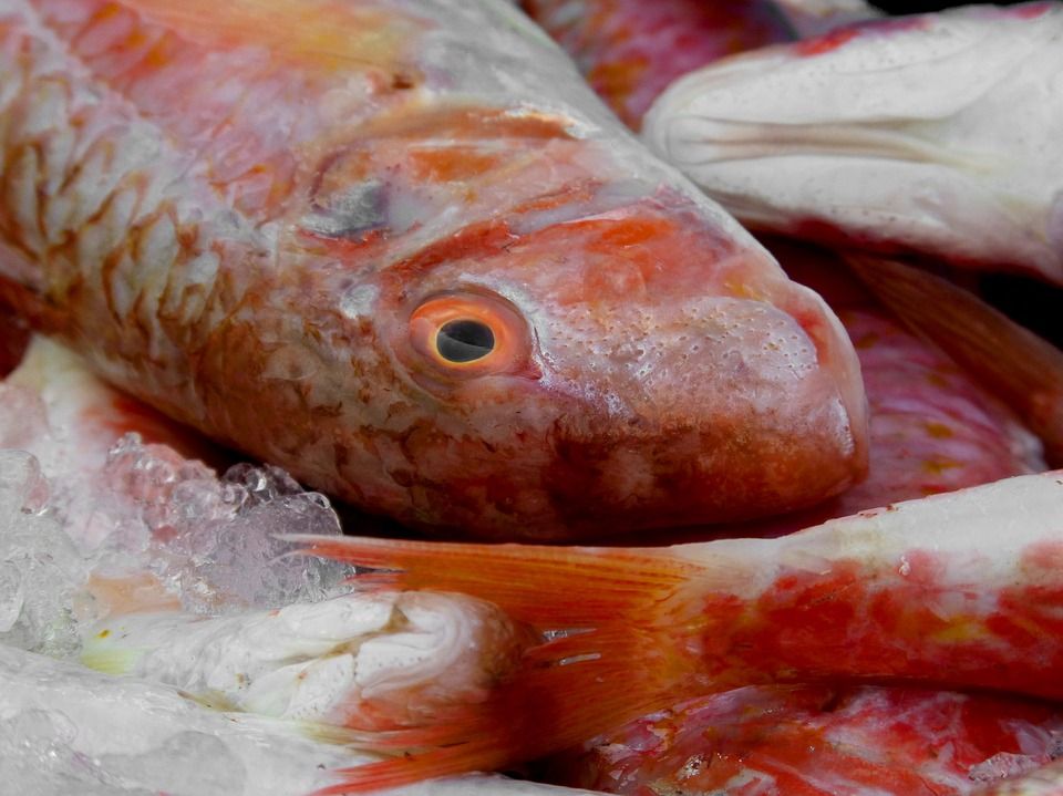 Pescados y mariscos en venta: Servicios de Pescados Cano Pescados y mariscos en venta: Servicios de Pescados Cano