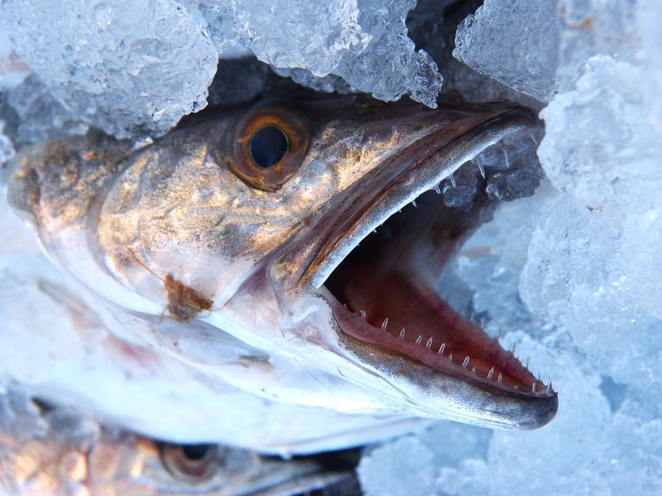 Pescados y mariscos en venta: Servicios de Pescados Cano Pescados y mariscos en venta: Servicios de Pescados Cano