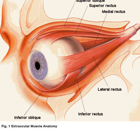 musculos estrinsecos del ojo musculos estrinsecos del ojo
