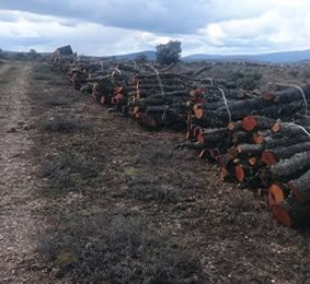Venta y distribución de leña: Productos y servicios de Secoleñas Venta y distribución de leña: Productos y servicios de Secoleñas