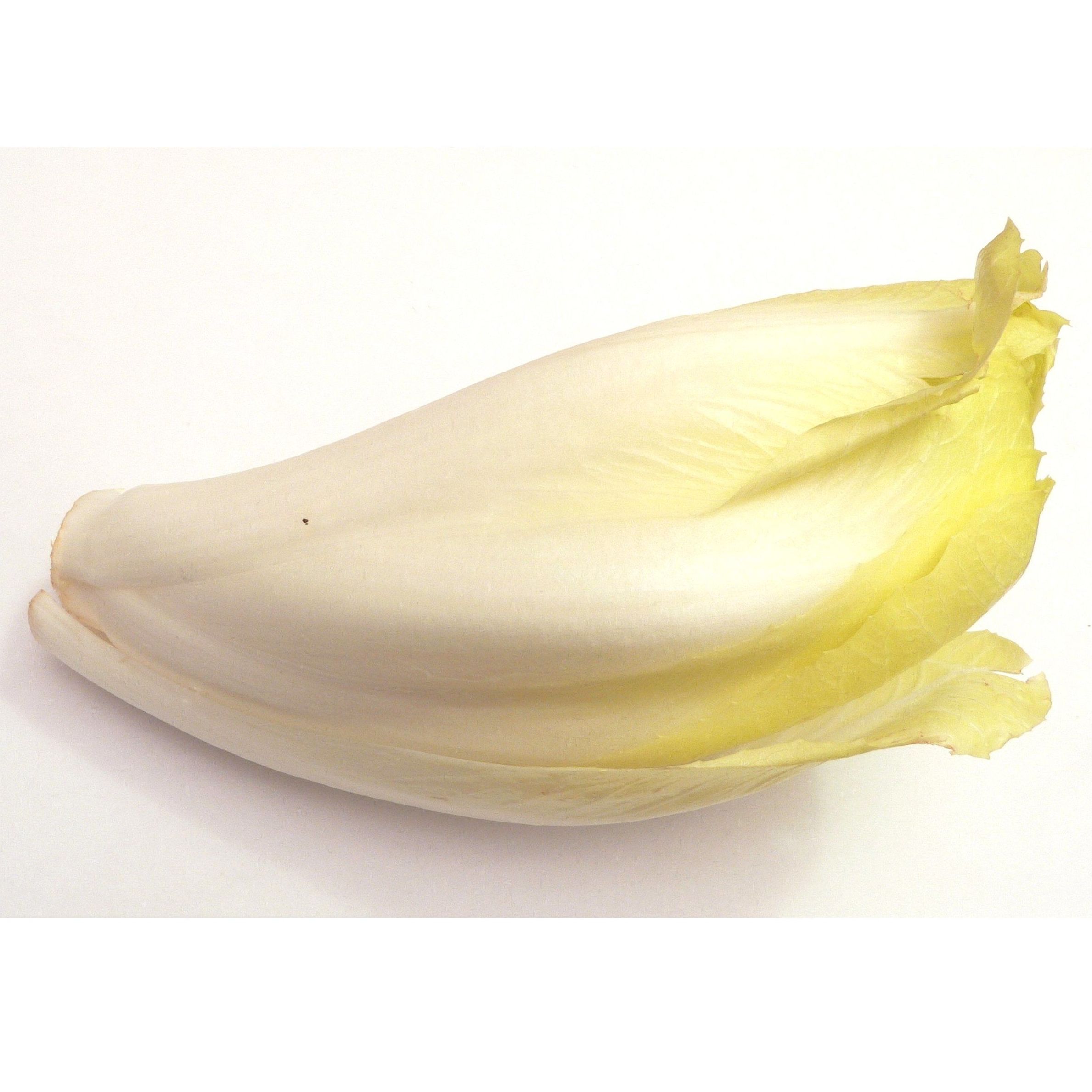 Endibia blanca: Productos de Mundifruit Endibia blanca: Productos de Mundifruit