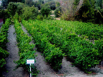Foto 2 de Viveros agrícolas y forestales en  | Viveros José López