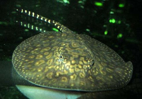 Potamotyigon. Raya agua dulce. Potamotyigon. Raya agua dulce.