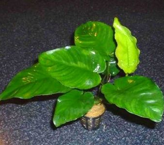 Anubia barteri. Anubia barteri.