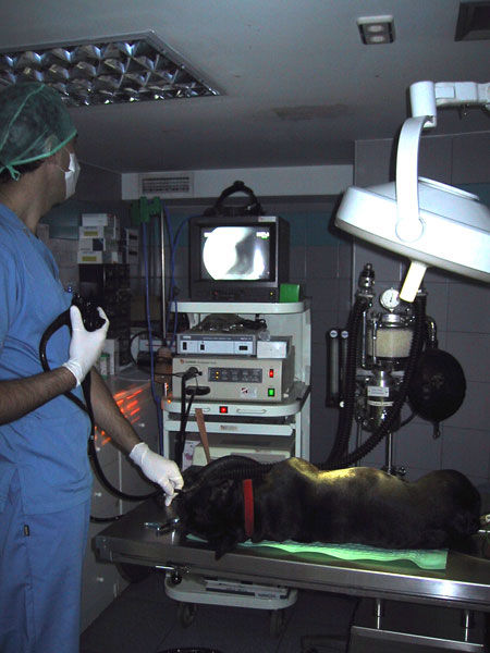 Endoscopia: Servicios de Hospital Veterinario Constitución Endoscopia: Servicios de Hospital Veterinario Constitución