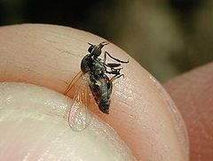 Mosquitos y moscas : Servicios de Tresdes Mosquitos y moscas : Servicios de Tresdes