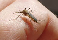 Mosquitos y moscas : Servicios de Tresdes Mosquitos y moscas : Servicios de Tresdes