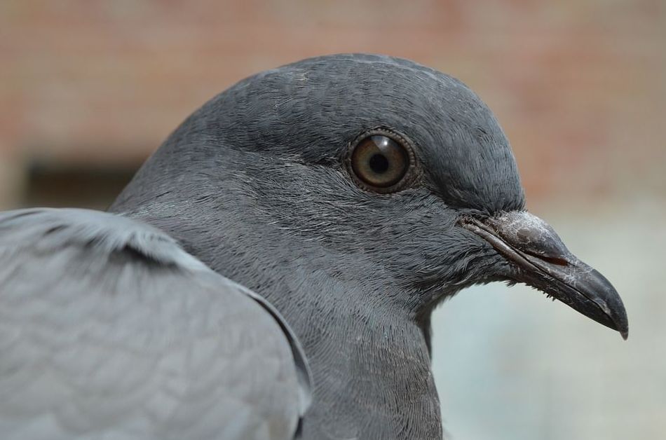Control de aves : Servicios de Tresdes Control de aves : Servicios de Tresdes