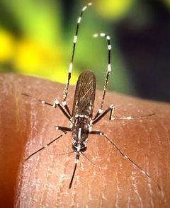 Mosquitos y moscas : Servicios de Tresdes Mosquitos y moscas : Servicios de Tresdes
