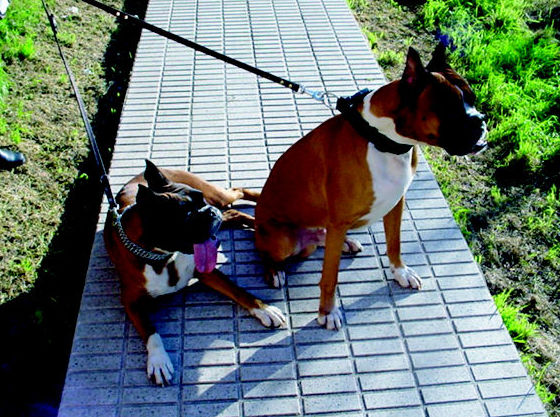 Venta de perros adiestrados en Lleida para particulares