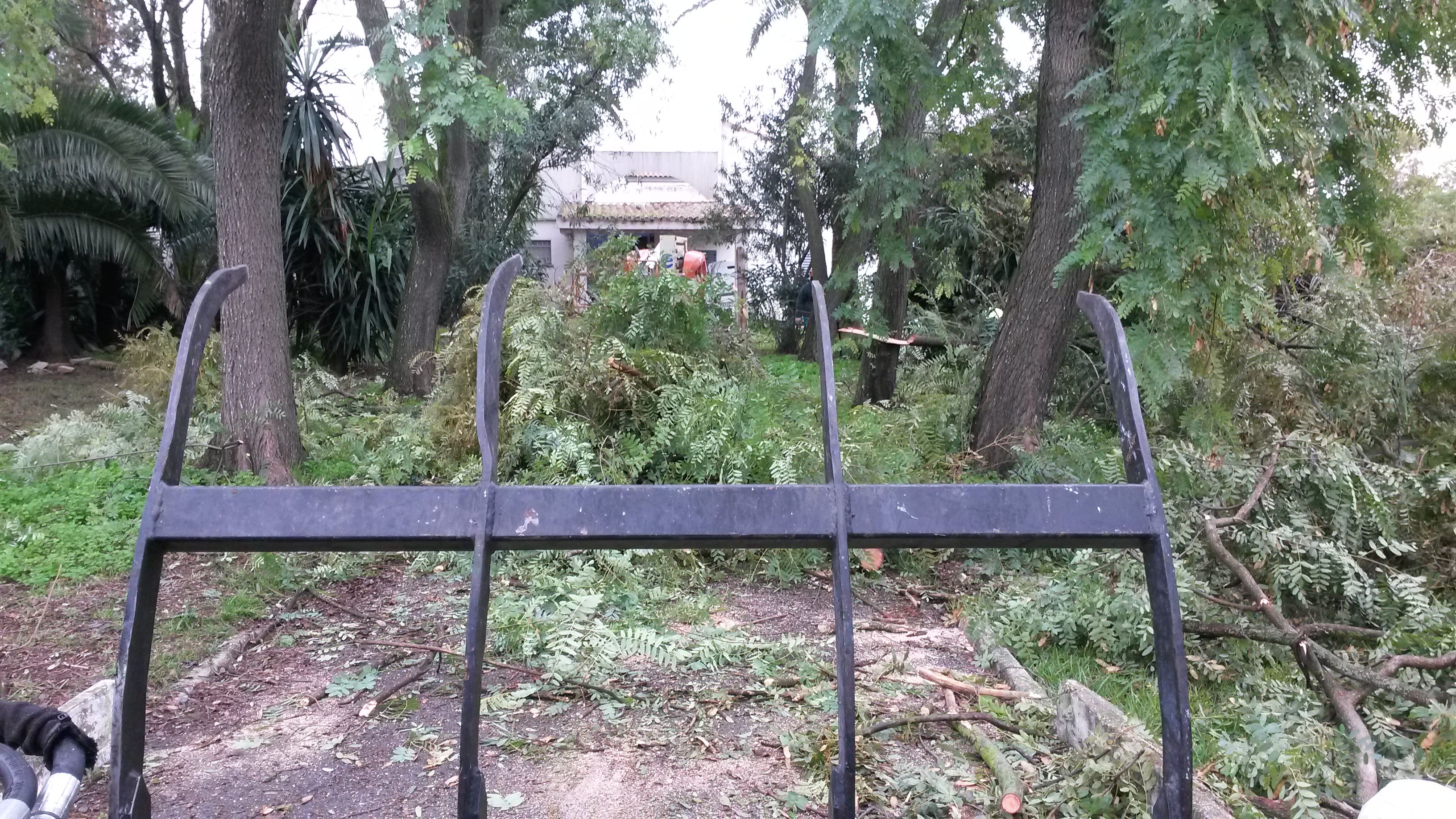 CARGA Y RETIRADA DE ARBOLES CAÍDOS POR TEMPORALES O VIENTOS FUERTES : Servicios de Jardines y paisajes CARGA Y RETIRADA DE ARBOLES CAÍDOS POR TEMPORALES O VIENTOS FUERTES : Servicios de Jardines y paisajes