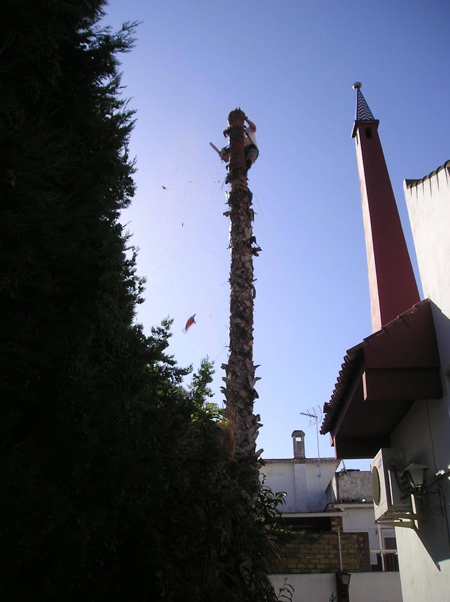 Tala de palmera Tala de palmera