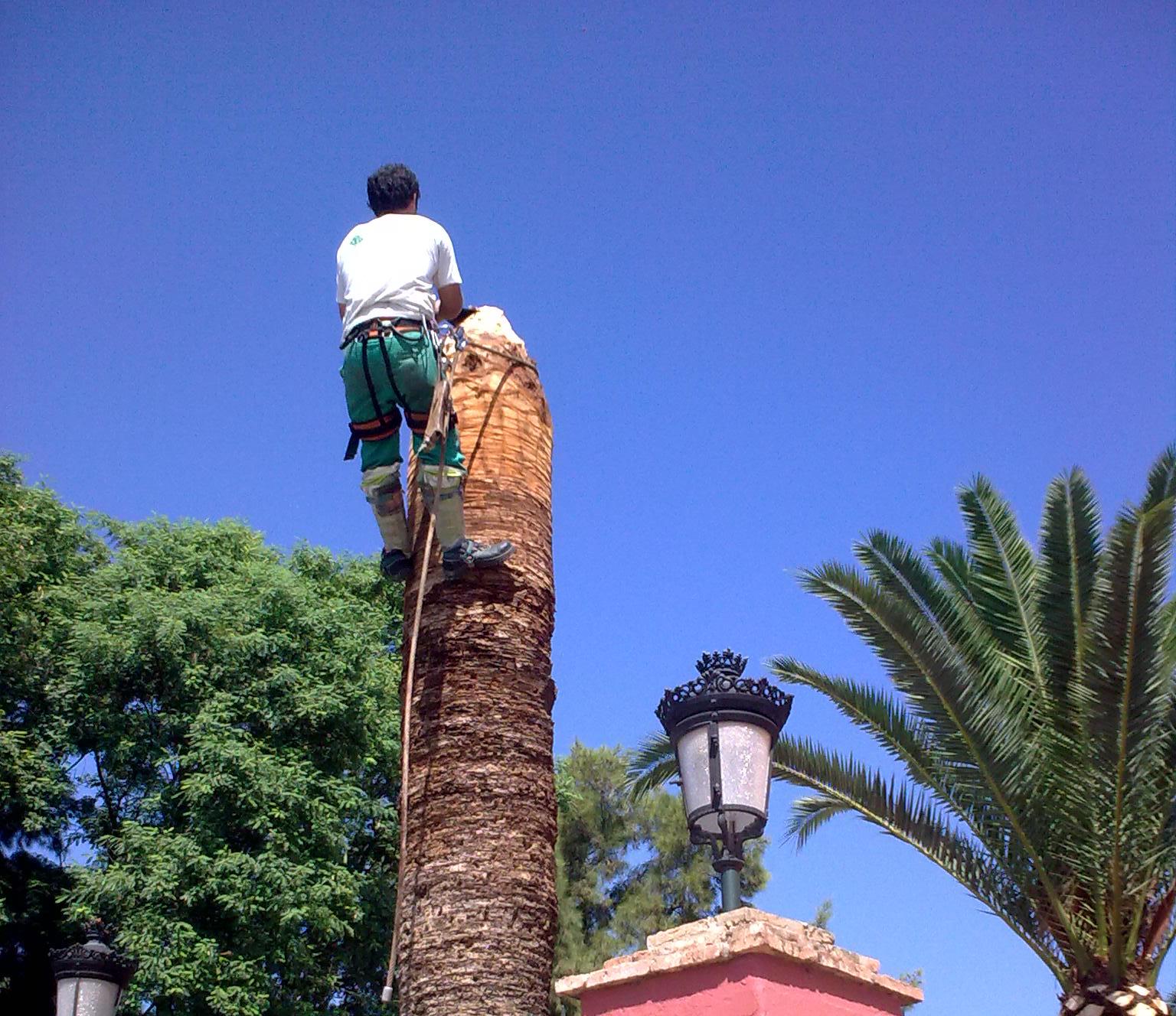 CIRUGÍA VEGETAL A PALMERAS AFECTADAS POR PICUDO ROJO : Servicios de Jardines y paisajes CIRUGÍA VEGETAL A PALMERAS AFECTADAS POR PICUDO ROJO : Servicios de Jardines y paisajes