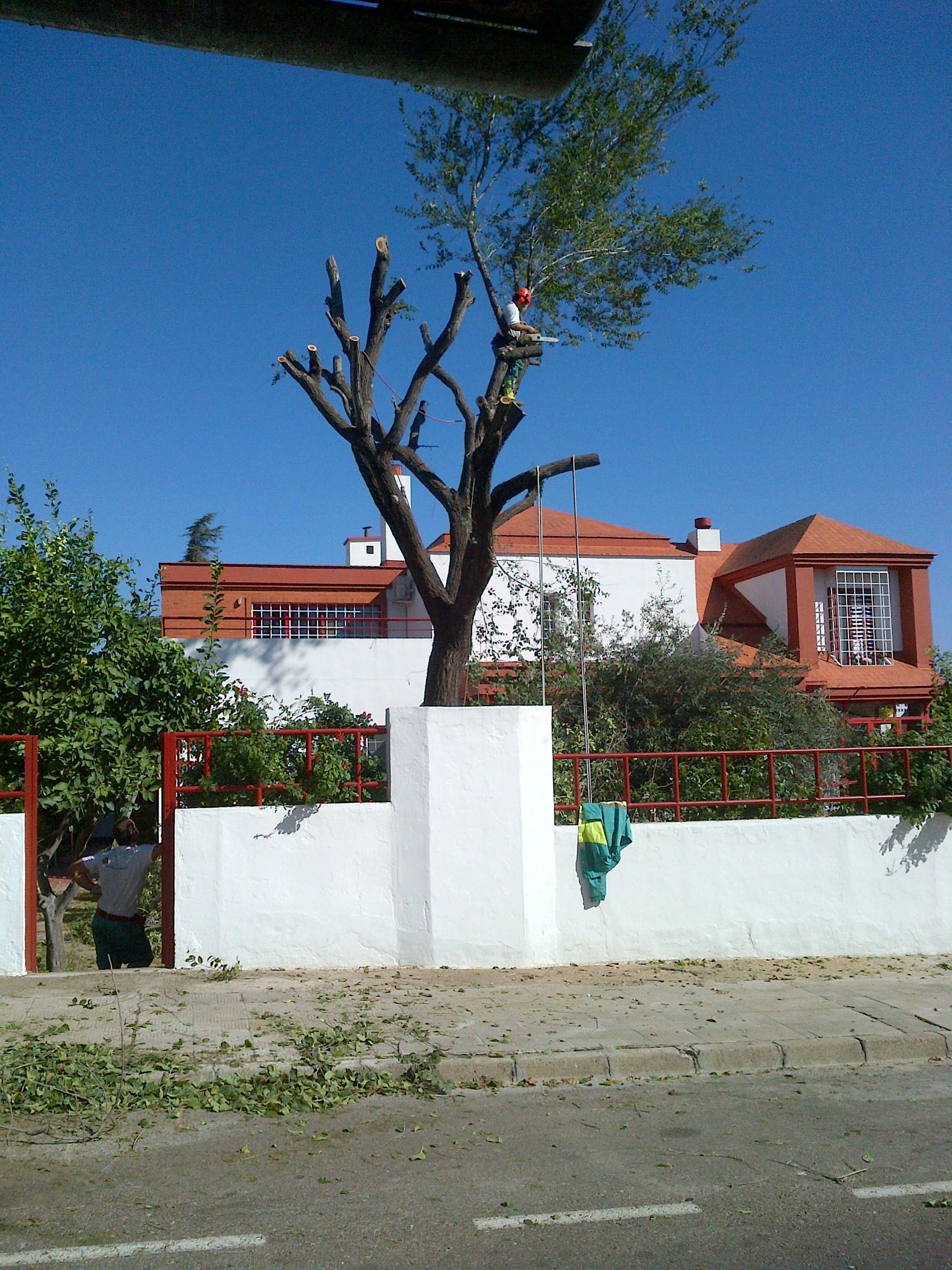 PODA DE ARBOLES : Servicios de Jardines y paisajes PODA DE ARBOLES : Servicios de Jardines y paisajes