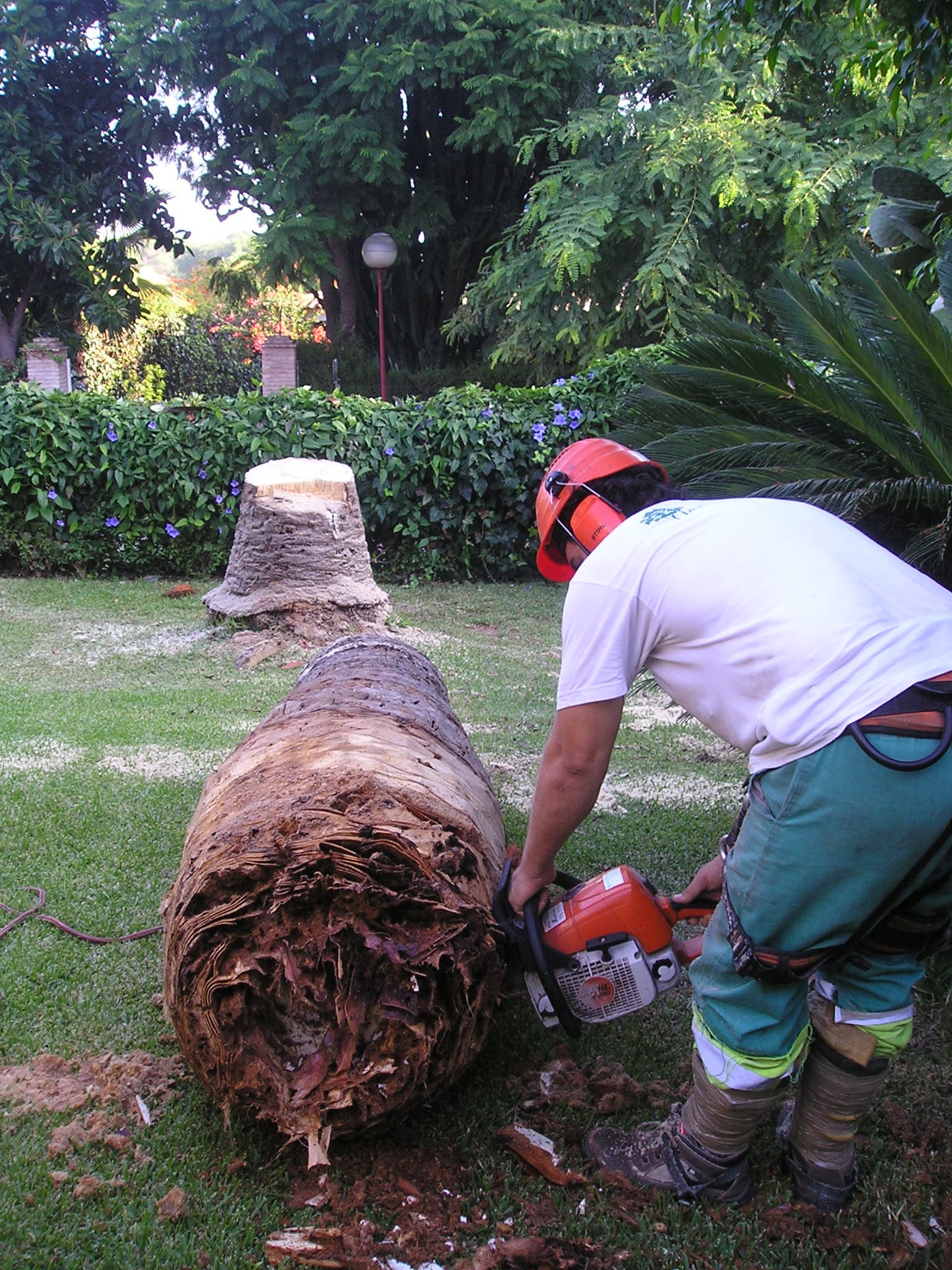 Tala de palmera afectada por picudo rojo Tala de palmera afectada por picudo rojo