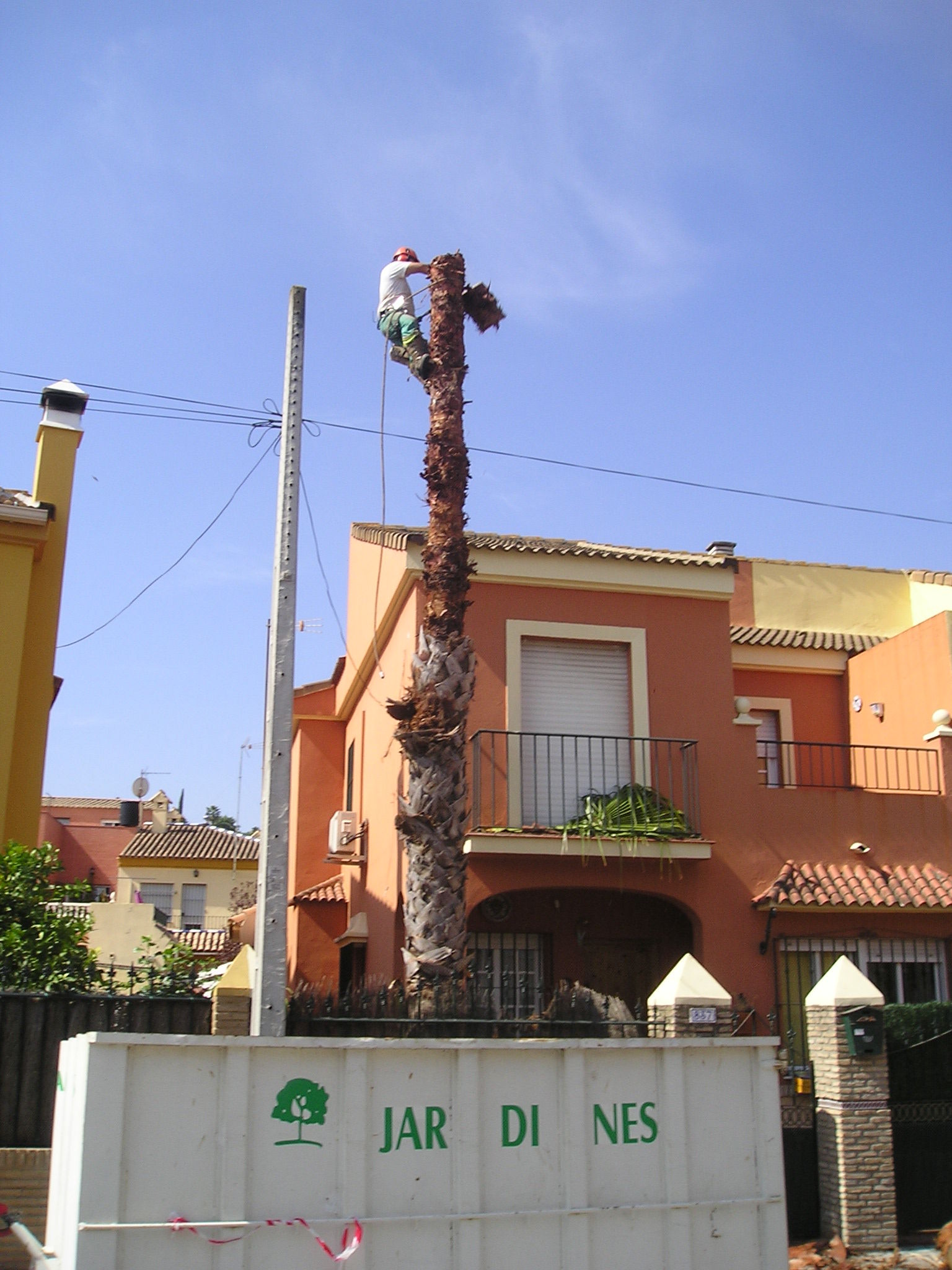 Tala de palmera Tala de palmera