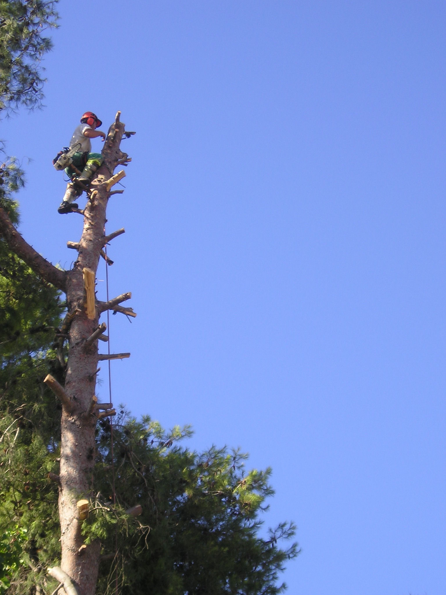 DERRIBO DE ARBOLES : Servicios de Jardines y paisajes DERRIBO DE ARBOLES : Servicios de Jardines y paisajes