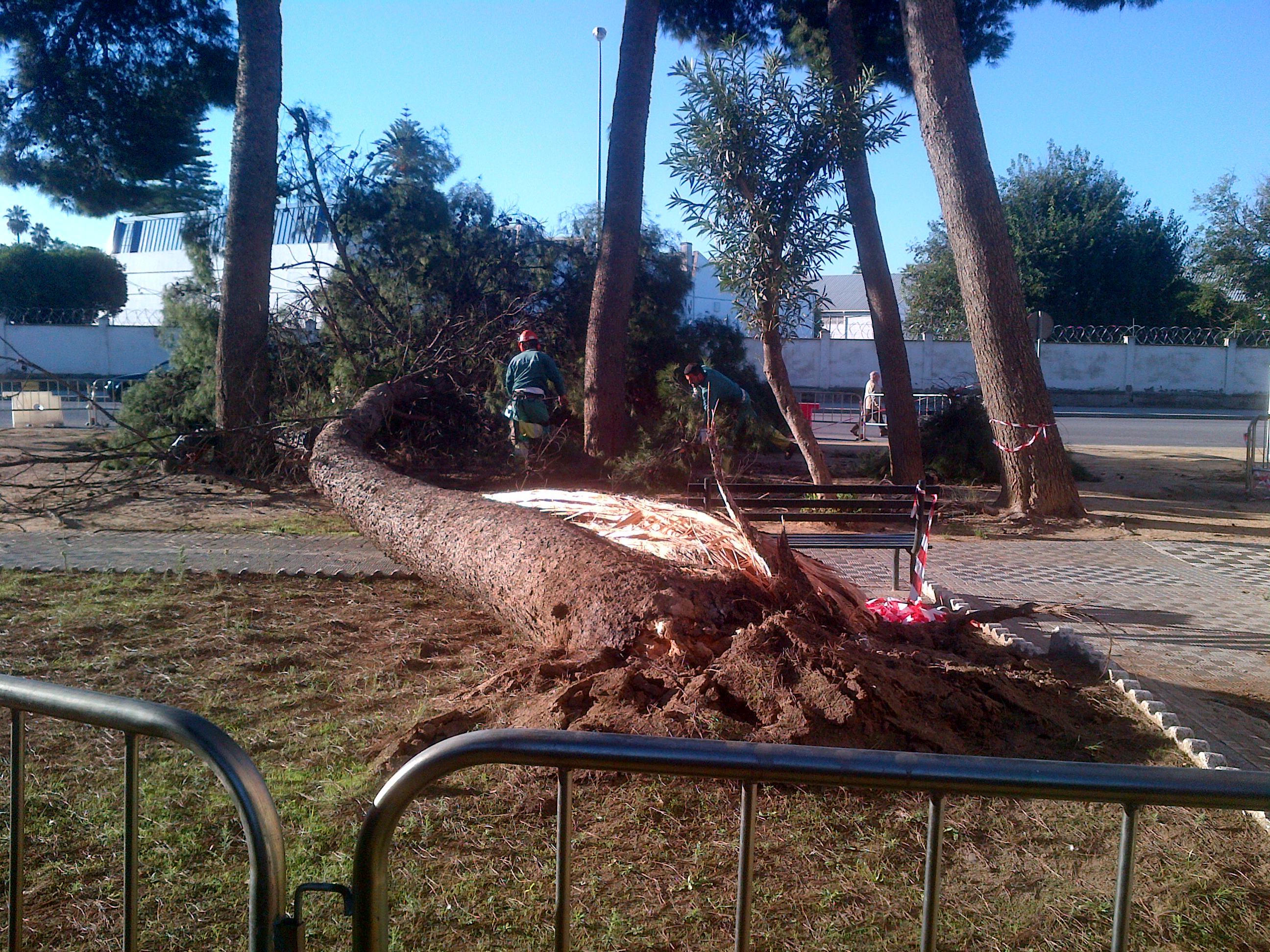 CARGA Y RETIRADA DE ARBOLES CAÍDOS POR TEMPORALES O VIENTOS FUERTES : Servicios de Jardines y paisajes CARGA Y RETIRADA DE ARBOLES CAÍDOS POR TEMPORALES O VIENTOS FUERTES : Servicios de Jardines y paisajes