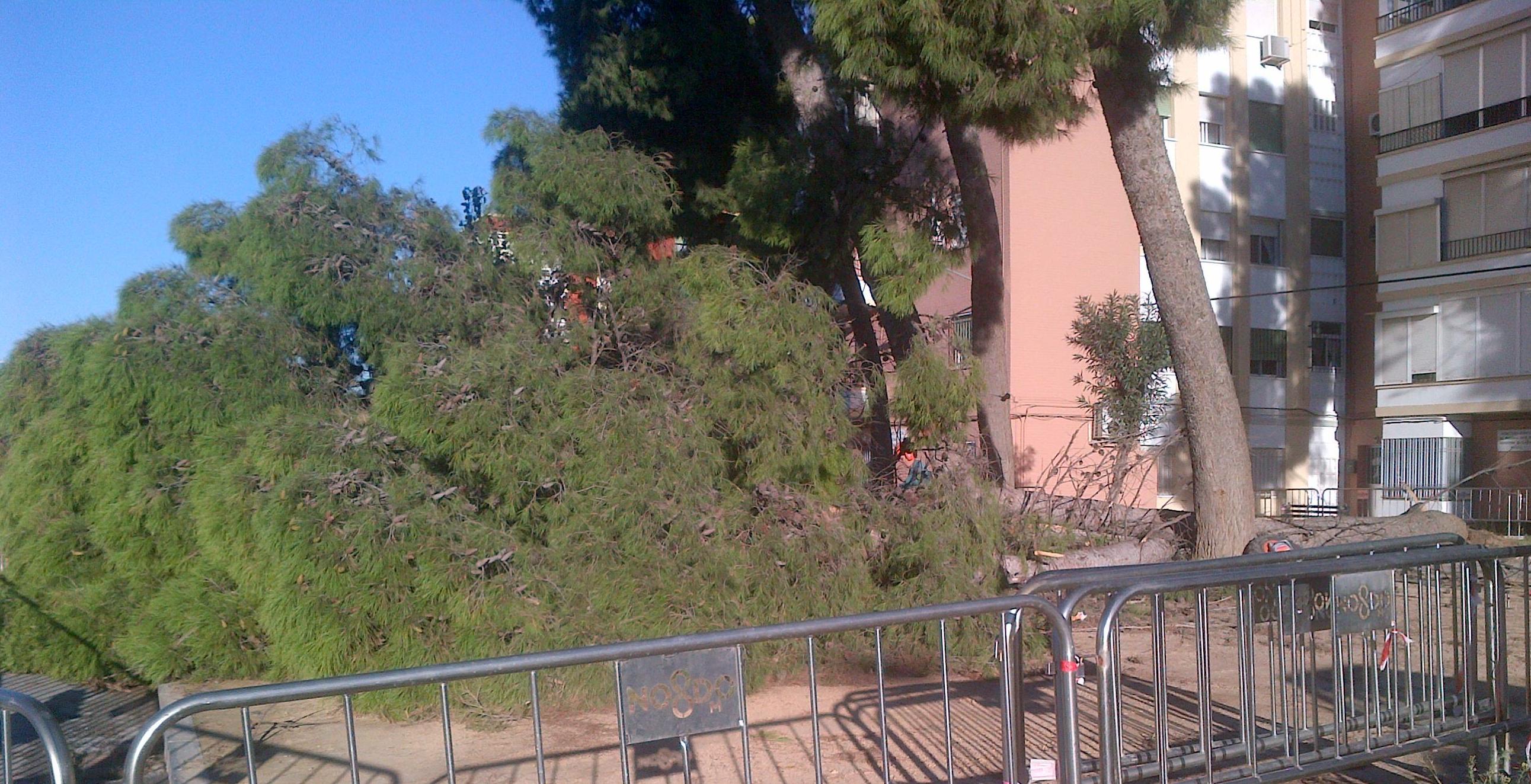 CARGA Y RETIRADA DE ARBOLES CAÍDOS POR TEMPORALES O VIENTOS FUERTES : Servicios de Jardines y paisajes CARGA Y RETIRADA DE ARBOLES CAÍDOS POR TEMPORALES O VIENTOS FUERTES : Servicios de Jardines y paisajes
